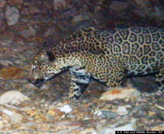 Arizona Jaguar